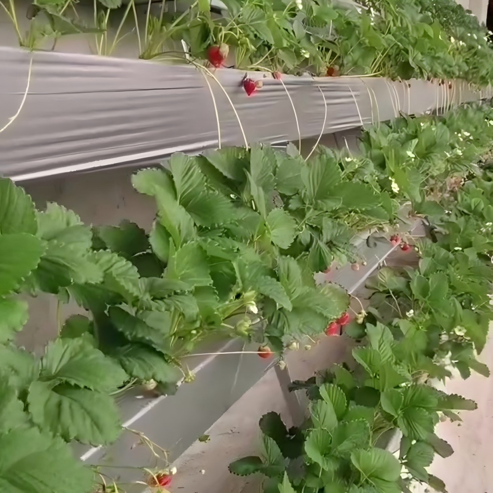 Single Row Strawberry Planting Trough for Sale